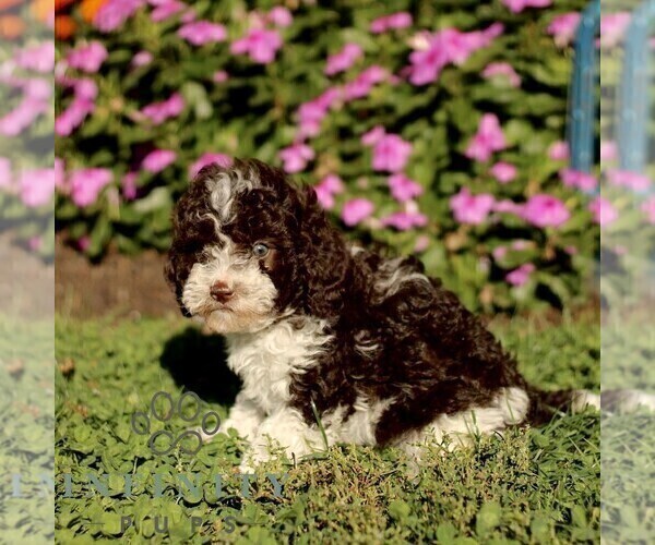 Medium Photo #4 Cavapoo (Miniature) Puppy For Sale in QUARRYVILLE, PA, USA