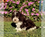 Small #3 Cavapoo (Miniature)