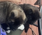 Small Photo #4 Akita Puppy For Sale in LOUISVILLE, KY, USA