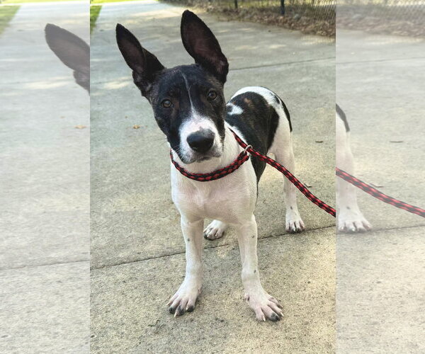 Medium Photo #5 Labrador Retriever-Unknown Mix Puppy For Sale in Sanford, FL, USA