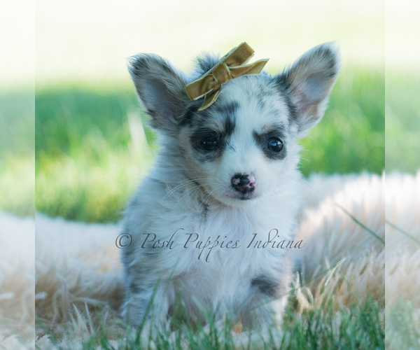 Medium Photo #1 Chihuahua Puppy For Sale in WARSAW, IN, USA