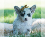 Puppy Bluey Chihuahua