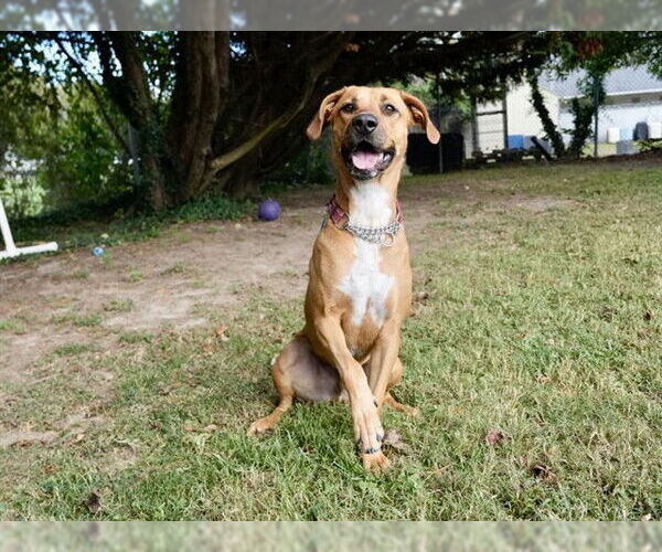 Medium Photo #1 Redbone Coonhound-Unknown Mix Puppy For Sale in Easton, MD, USA