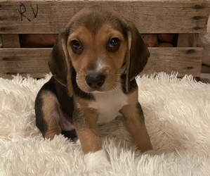 Beagle Puppy for sale in SUFFOLK, VA, USA