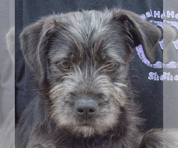 Medium Photo #6 Labrador Retriever-Unknown Mix Puppy For Sale in Huntley, IL, USA