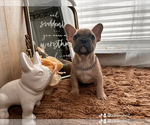 Puppy Bandit French Bulldog