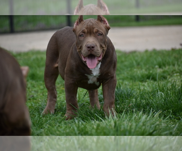 Medium Photo #10 American Bully Puppy For Sale in BOLIVAR, MO, USA