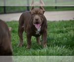 Small Photo #10 American Bully Puppy For Sale in BOLIVAR, MO, USA