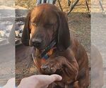 Small Photo #1 Redbone Coonhound Puppy For Sale in DENVER, PA, USA