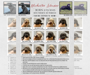 Labrador Retriever Puppy for sale in MILTON, FL, USA