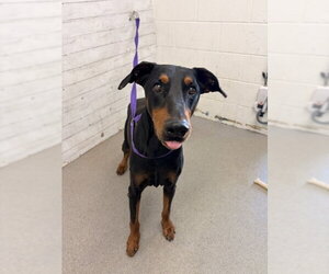 Doberman Pinscher Dogs for adoption in San Bernardino, CA, USA