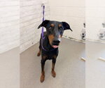 Small Doberman Pinscher