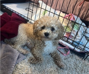 Mother of the Maltipoo puppies born on 09/09/2025