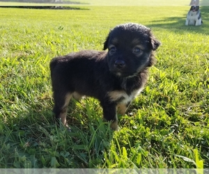 Miniature Australian Shepherd Puppy for sale in BONNE TERRE, MO, USA