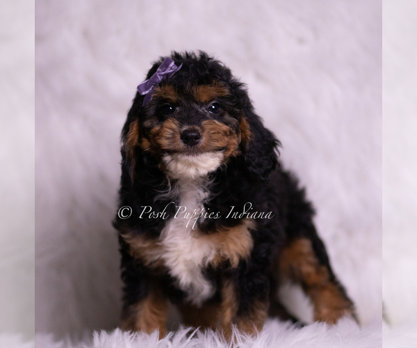 Medium Photo #70 Goldendoodle (Miniature) Puppy For Sale in WARSAW, IN, USA