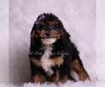 Small Photo #70 Goldendoodle (Miniature) Puppy For Sale in WARSAW, IN, USA
