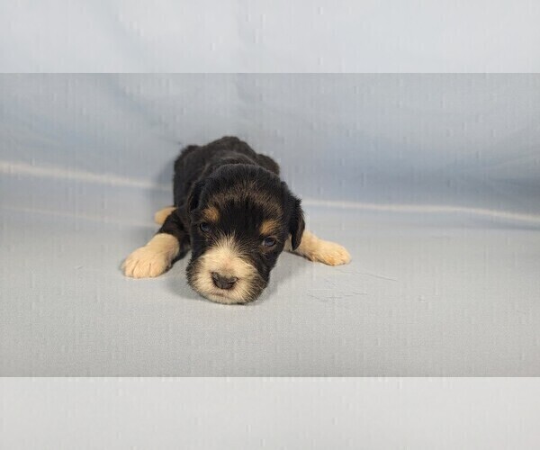 Medium Photo #45 Bernedoodle (Miniature) Puppy For Sale in BLACK FOREST, CO, USA