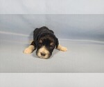 Small Photo #45 Bernedoodle (Miniature) Puppy For Sale in BLACK FOREST, CO, USA