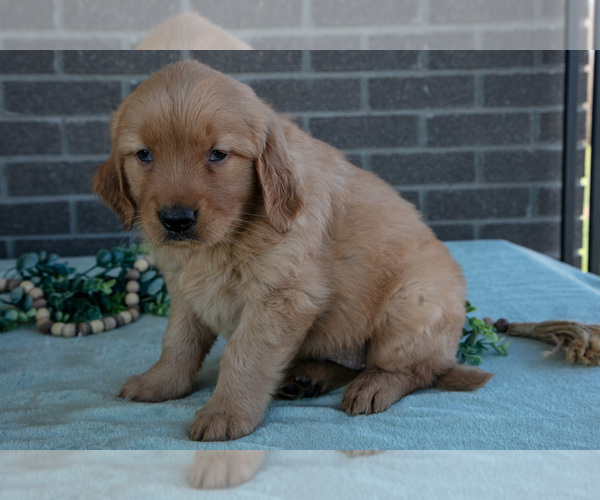 Medium Photo #12 Golden Retriever Puppy For Sale in MILLERSBURG, OH, USA