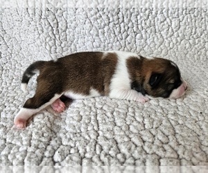 Pom-Shi Puppy for sale in MIDDLEBURG, FL, USA