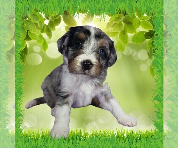 Medium Photo #2 Bernedoodle (Miniature) Puppy For Sale in BLACK FOREST, CO, USA