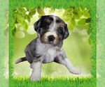 Small #1 Bernedoodle (Miniature)