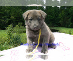 Small #4 German Shepherd Dog