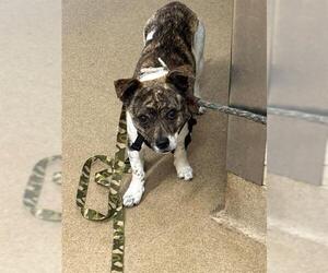 Chihuahua Dogs for adoption in Santa Maria, CA, USA