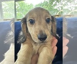 Small #11 Dachshund