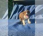 Small #4 Australian Shepherd-Chihuahua Mix