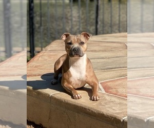Mother of the Staffordshire Bull Terrier puppies born on 01/16/2025