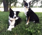 Small Photo #9 Border Collie Puppy For Sale in WILM, NC, USA