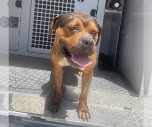 American Staffordshire Terrier Dogs for adoption in Fort Lauderdale, FL, USA