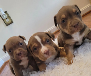 American Bully Puppy for sale in GLEN BURNIE, MD, USA