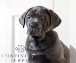 Small #2 Cane Corso