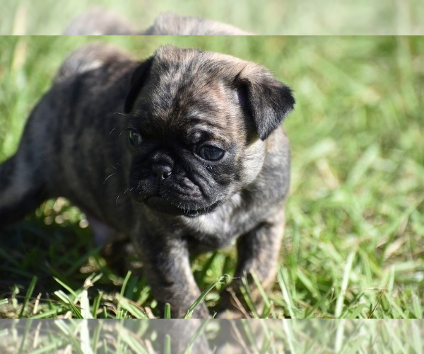 Medium Photo #3 Pug Puppy For Sale in PALM COAST, FL, USA