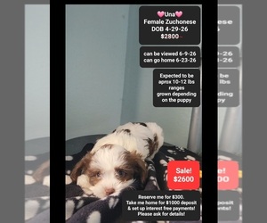 Havanese-Zuchon Mix Puppy for sale in TUCSON, AZ, USA