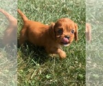 Small #2 Cavalier King Charles Spaniel