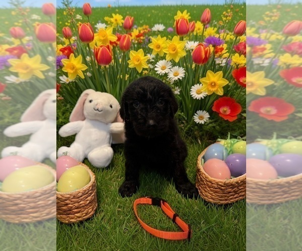 Medium Photo #4 Goldendoodle Puppy For Sale in MALVERN, OH, USA