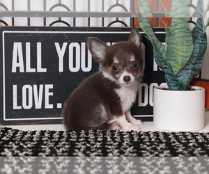 Chihuahua Puppy for sale in NAPLES, FL, USA