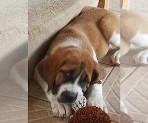 Saint Bernard Puppy for sale in MOUNT AIRY, MD, USA