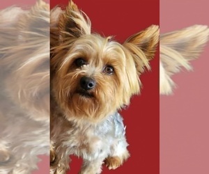 Father of the Yorkshire Terrier puppies born on 05/14/2025