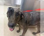Small Great Dane