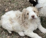 Puppy Josie Goldendoodle