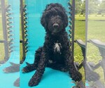 Puppy Fennel Goldendoodle