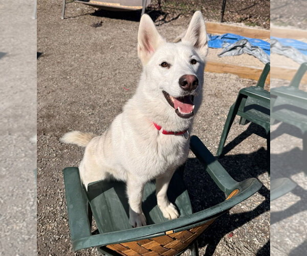 Medium Photo #6 Siberian Husky-Unknown Mix Puppy For Sale in Elmsford, NY, USA