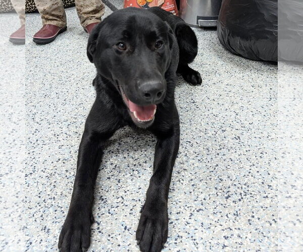 Medium Photo #4 Labrador Retriever-Unknown Mix Puppy For Sale in Rootstown, OH, USA