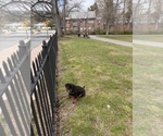 Small #5 Rottweiler