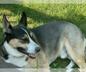 BUDDY - Male Australian Kelpie-Siberian Husky Mix Dog for Adoption - Photo #5