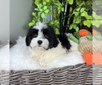 Small Photo #6 ShihPoo Puppy For Sale in FRANKLIN, IN, USA